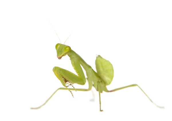 Orando Mantis - Mantis Religiosa —  Fotos de Stock