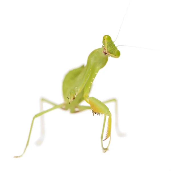 Praying mantis - mantis religiosa — Stockfoto