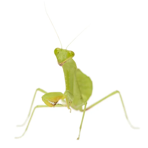 การสวดมนต์ Mantis - Mantis Religiosa — ภาพถ่ายสต็อก
