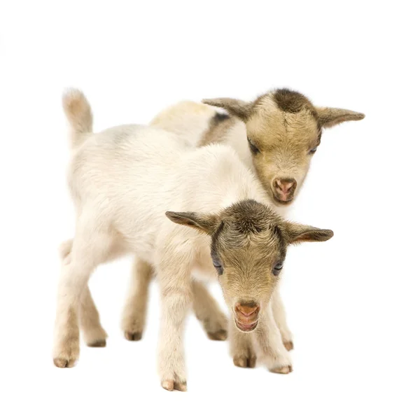 Юная карликовая коза — стоковое фото