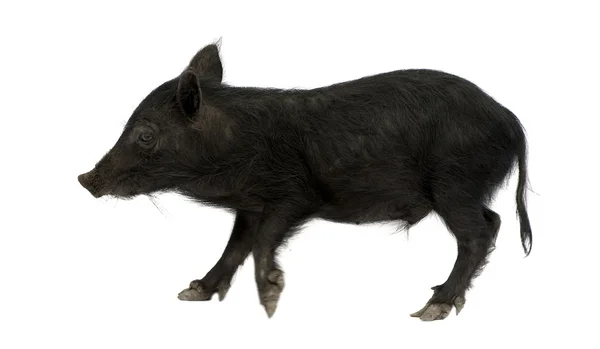 Pigglet — Stockfoto