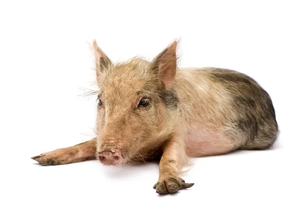 Pigglet — 스톡 사진