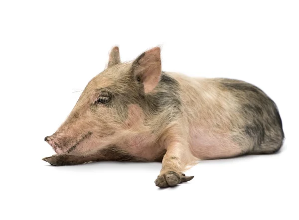 Pigglet — Stockfoto