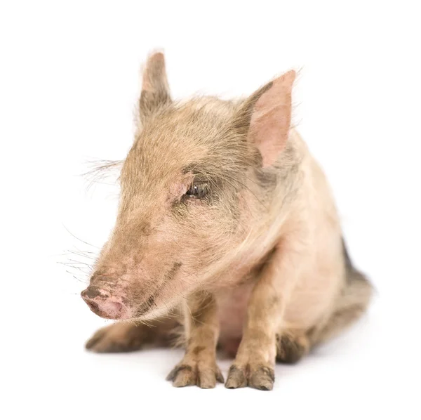 Pigglet — Zdjęcie stockowe