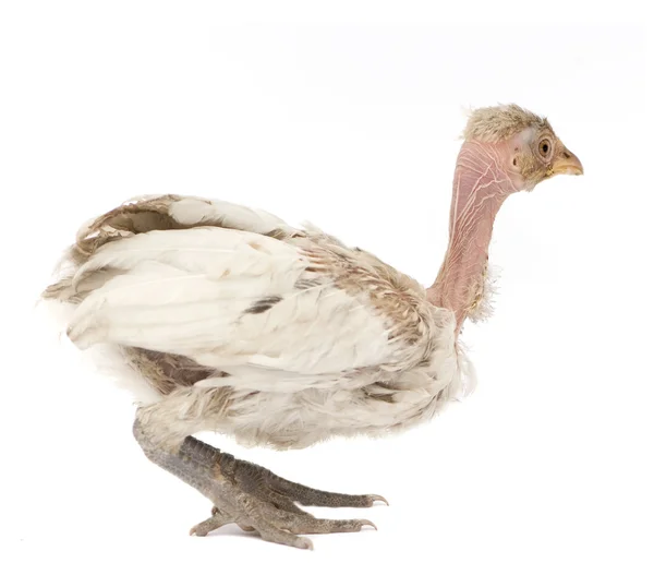 Hen from Benin — Stock Photo, Image
