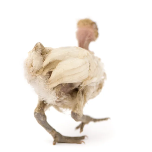 Benin üzerinden tavuk — Stok fotoğraf