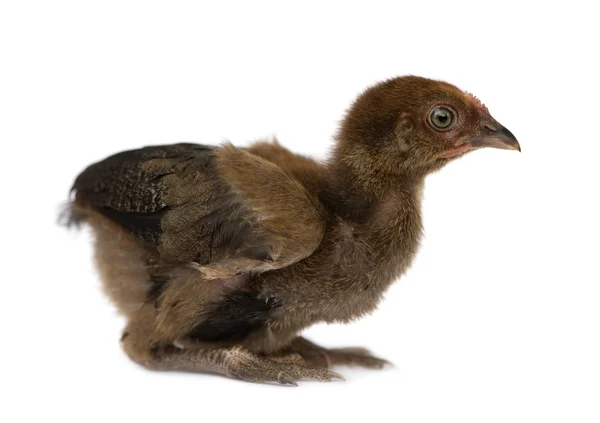 Young Hen from Benin — Stock Photo, Image