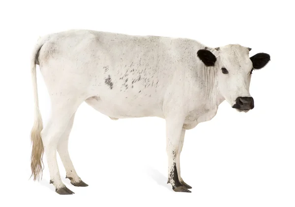 Afrikaanse koeien — Stockfoto