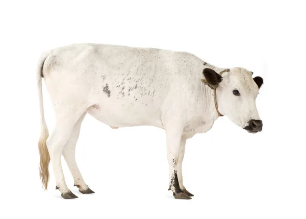 African cows — Stock Photo, Image