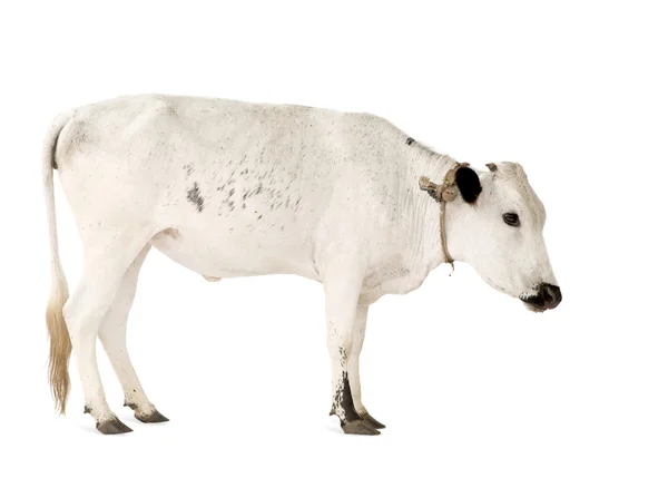 Africké krávy — Stock fotografie