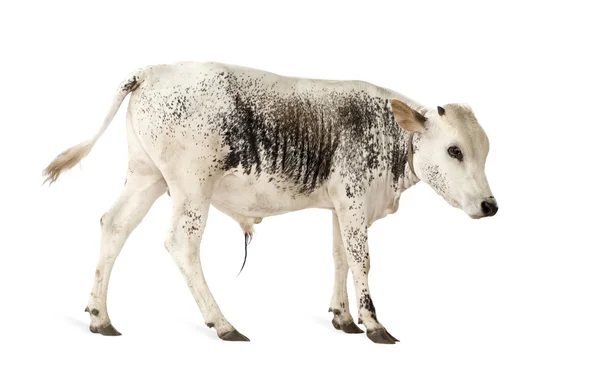 Afrikanische Kühe — Stockfoto