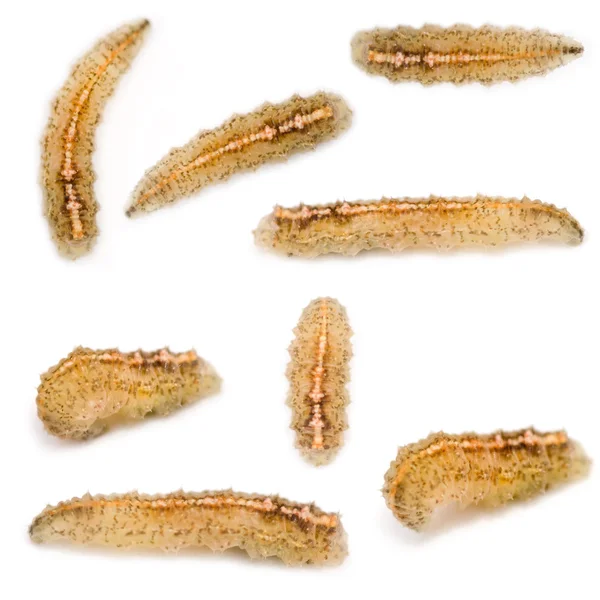 Hoverfly Larvae — Stock Photo, Image