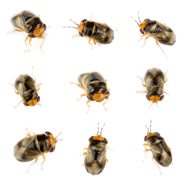 Hoverfly larvae — Stock Photo, Image
