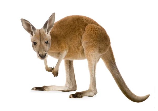 Молодий червоний кенгуру (9 місяців) - Макропус руфус — стокове фото