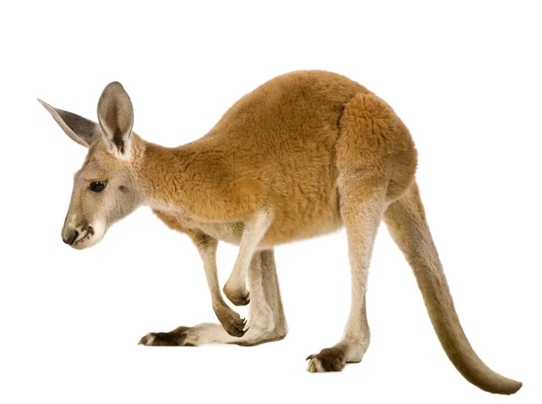 Junges rotes Känguru (9 Monate) - macropus rufus — Stockfoto