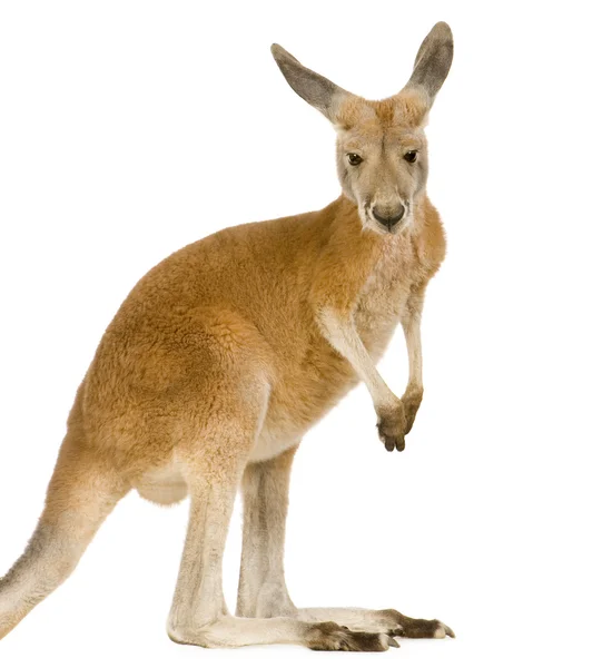 Genç kırmızı kanguru (9 ay) - Macropus rufus — Stok fotoğraf