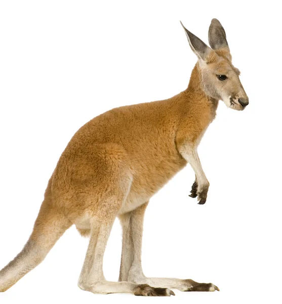 Молодий червоний кенгуру (9 місяців) - Макропус руфус — стокове фото