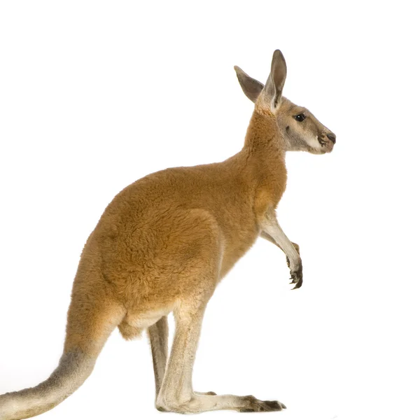 Young red kangaroo (9 months) - Macropus rufus — Stock Photo, Image