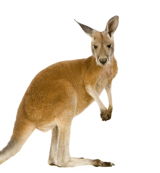 Junges rotes Känguru (9 Monate) - macropus rufus — Stockfoto