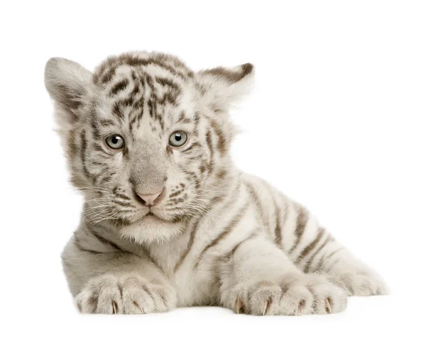 White Tiger cub (2 månader) — Stockfoto