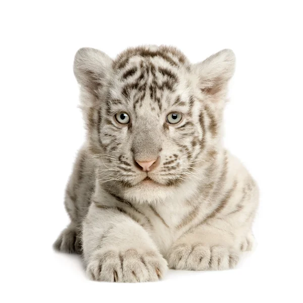 White Tiger cub (2 měsíce) — Stock fotografie