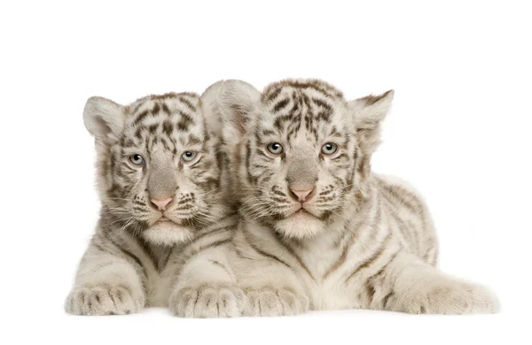 White Tiger cub (2 months) — Stock Photo, Image