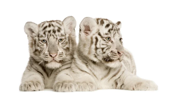 stock image White Tiger cub (2 months)