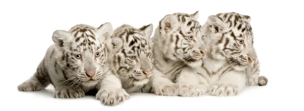 Białego tygrysa cub (2 miesiące) — Zdjęcie stockowe