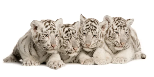 Fehér tigris kölyök (2 hónap) — Stock Fotó