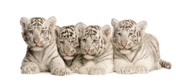 Cachorro tigre blanco (2 meses ) —  Fotos de Stock