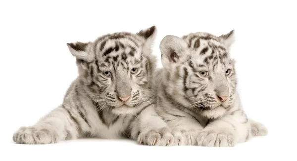 stock image White Tiger cub (2 months)