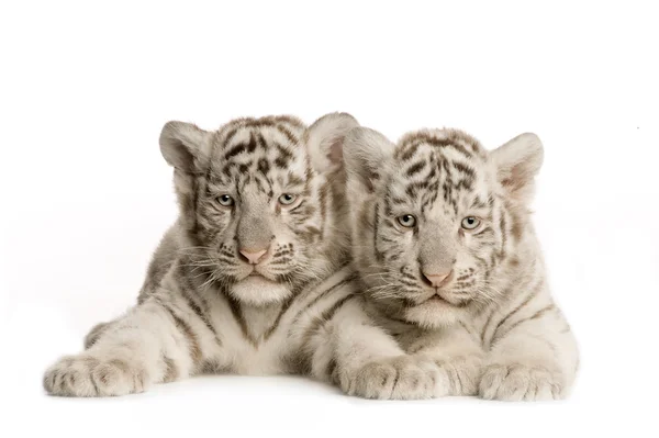 White Tiger cub (2 měsíce) — Stock fotografie