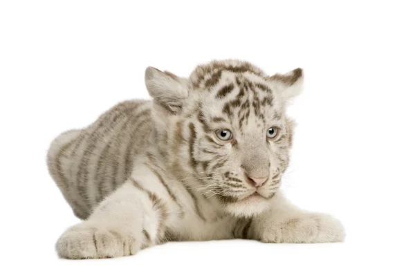 Valkoinen tiikerinpentu (2 kuukautta ) — kuvapankkivalokuva