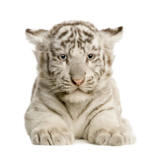 Weiße Tigerbabys (2 Monate)) — Stockfoto