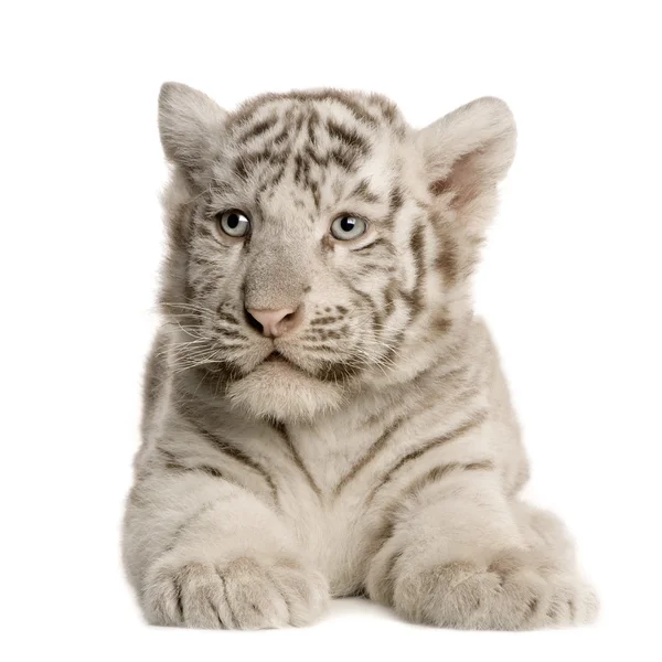 白老虎幼崽 (2 个月) — 图库照片