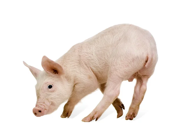 Młoda świnia (1 miesiąc) — Zdjęcie stockowe