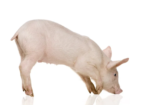 Genç (1 ay domuz) — Stok fotoğraf