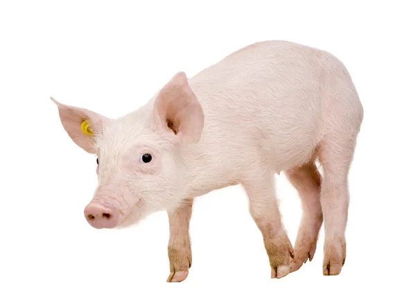 Young pig (1 month) — Stock Photo, Image