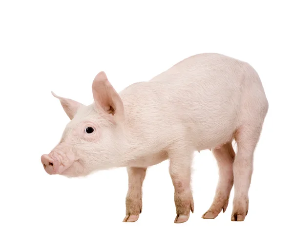 若い豚 (1 ヶ月) — ストック写真