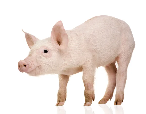 Cerdo joven (1 mes ) — Foto de Stock