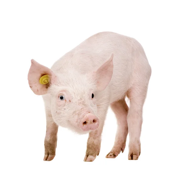 Cerdo joven (1 mes ) —  Fotos de Stock