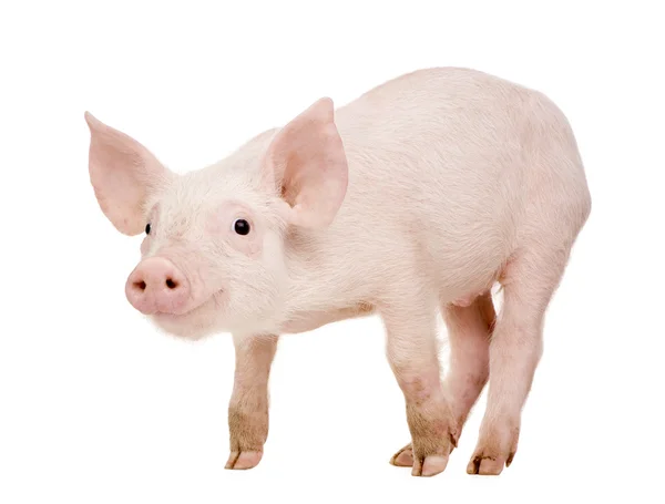 젊은 돼지 (1 개월) — 스톡 사진