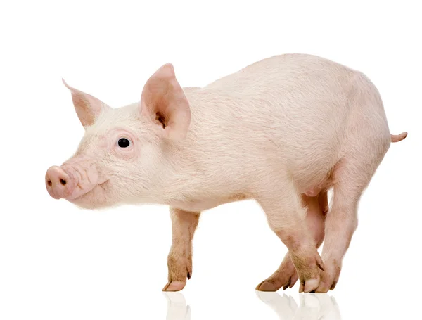 Jeune porc (1 mois ) — Photo