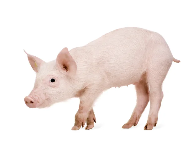 Cerdo joven (1 mes ) — Foto de Stock