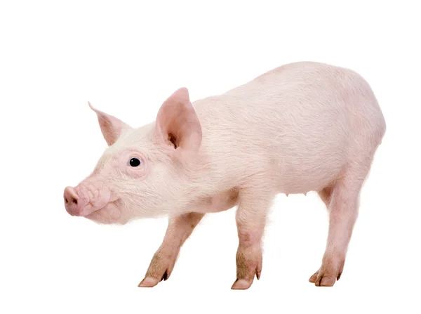 Молодая свинья (1 месяц ) — стоковое фото