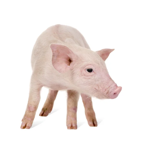 Молода свиня (1 місяць ) — стокове фото