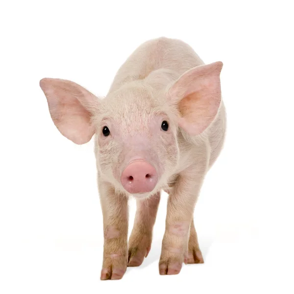 Genç (1 ay domuz) — Stok fotoğraf
