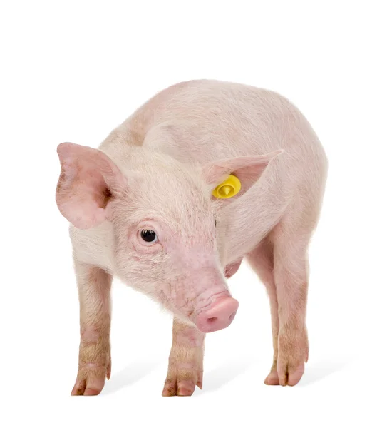 Jeune porc (1 mois ) — Photo