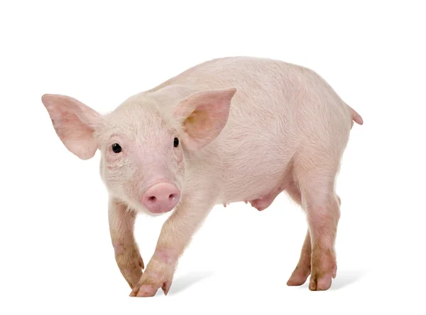 Young Pig (1 month) — Stock Photo, Image
