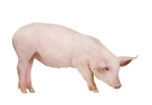 Молодая свинья (1 месяц ) — стоковое фото